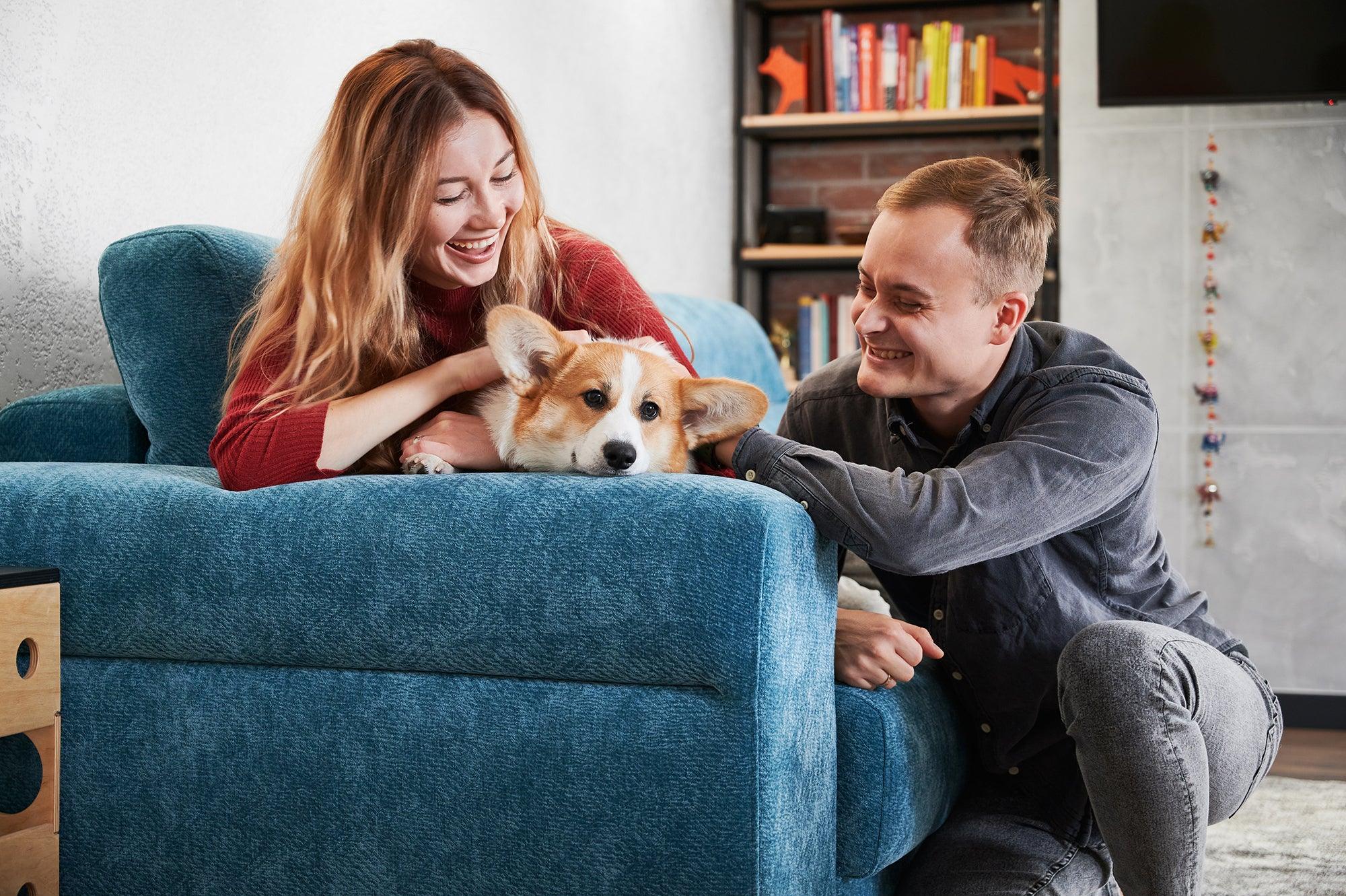 Fundas de sofá para proteger tu sofá de tu mascota - Blog Gauus